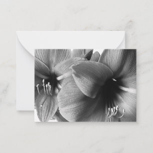 Carte De Correspondance Photo de deux fleurs d'Amaryllis