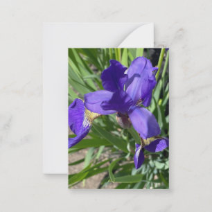 Carte De Correspondance Photographie de fleur d'iris pourpre 
