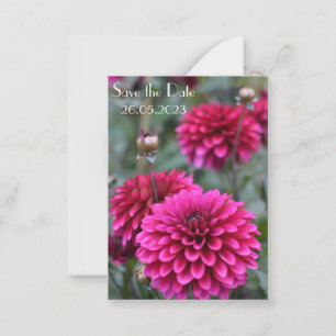 Carte De Correspondance Pink Dahlia Floral Photographie Enregistrer la dat