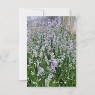 Carte De Correspondance Pinkish White Lavender Plantes
