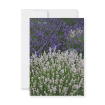 Plantes de lavande violet et blanc