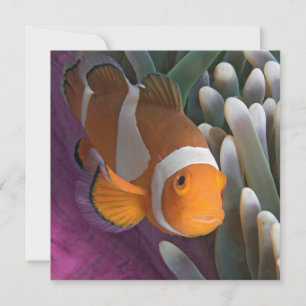 Carte De Correspondance Poisson clown occidental