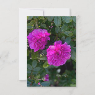 Carte De Correspondance Rosa Rugosa rose