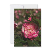 Rose et Rose blanche