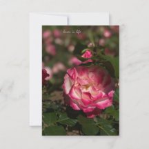 Rose et Rose blanche