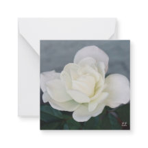Rose pacifique