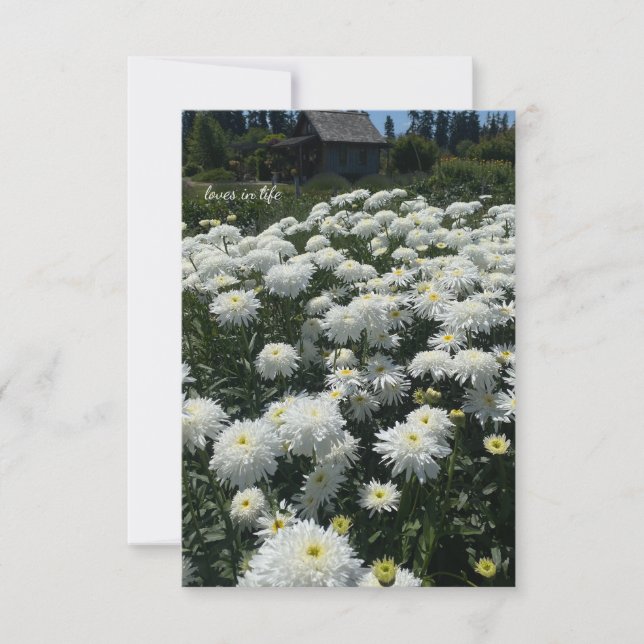 Carte De Correspondance Shasta Daisies (Devant)