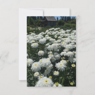 Carte De Correspondance Shasta Daisies