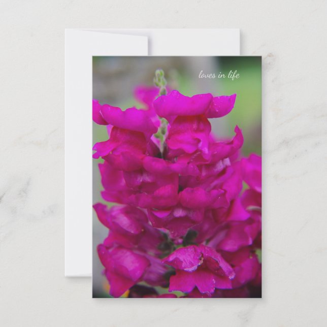 Carte De Correspondance Snapdragon (Devant)