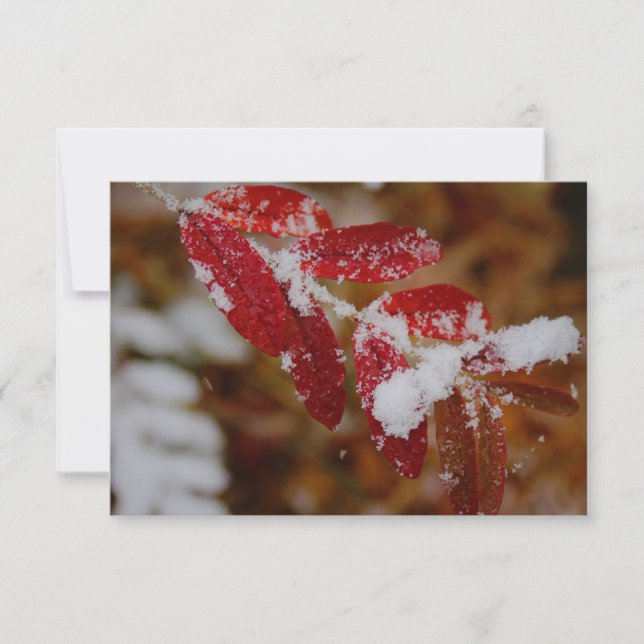 Carte De Correspondance Snow on Red Leaves (Devant)