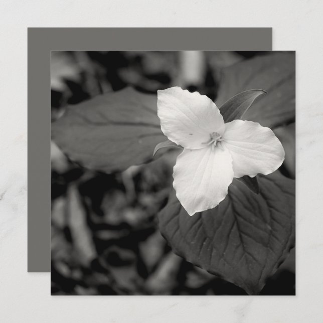 Carte De Correspondance Spring Trillium Black and White  (Devant / Derrière)