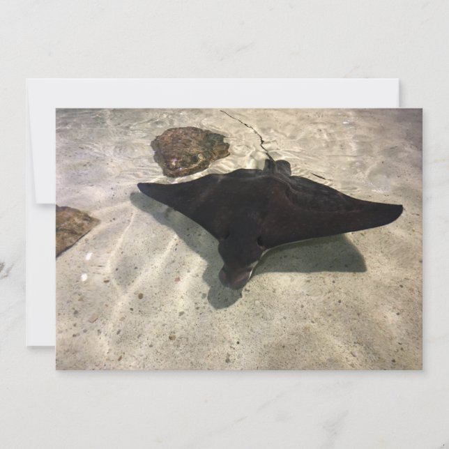 Carte De Correspondance Stingray (Devant)