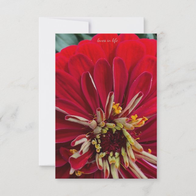 Carte De Correspondance Sweet Zinnia (Devant)