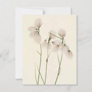 Carte De Correspondance Tassel Cottongrass par Mary Vaux Walcott