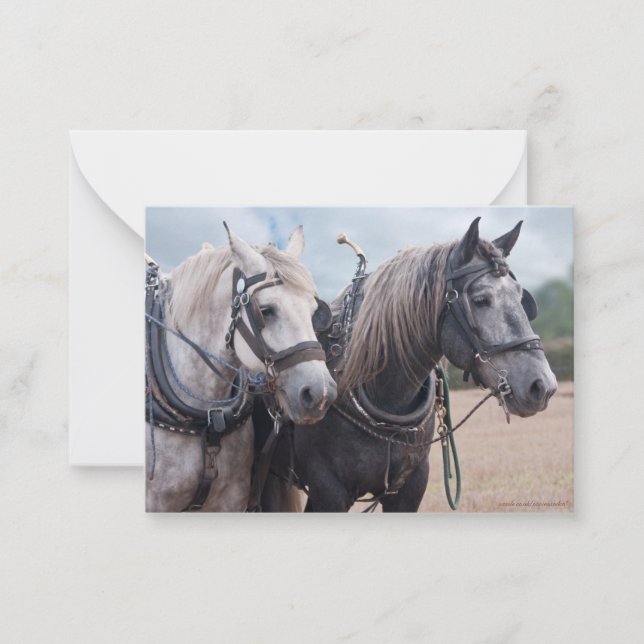 Carte De Correspondance Une équipe de Percheron (Devant)