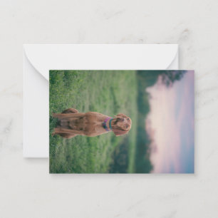 Carte De Correspondance vizsla assise