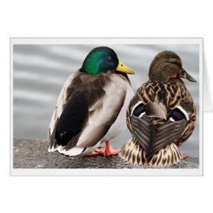 Carte de couples de canard de Mallard