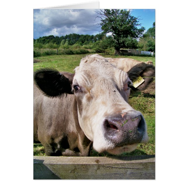 CARTE DE COW CUTE (Devant)