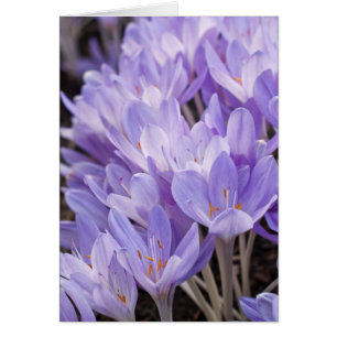 Carte de crocus