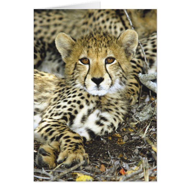 Carte de CUB 2 de guépard (Devant)