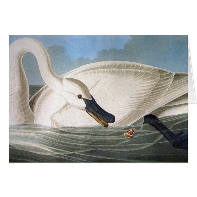 Carte de cygne d'Audubon (Devant horizontal)