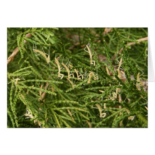 Carte de ~ de mante de bébé (Devant horizontal)