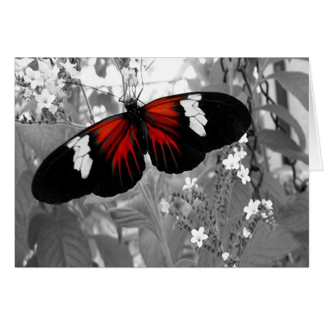 Carte de déplacement, Papillon rouge (Devant horizontal)