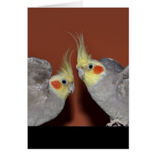 Carte de duo de Cockatiel