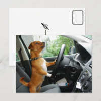 Carte de félicitations pour le permis de conduire