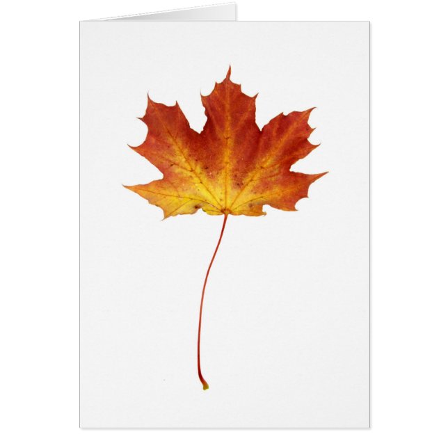 Carte de feuille d'érable rouge du feu (Devant)