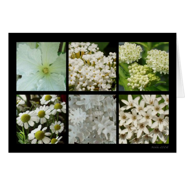 Carte de fleur blanche (Devant horizontal)