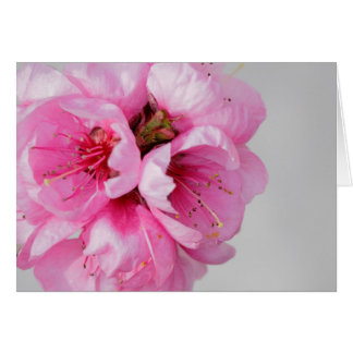 Carte de fleur de blanc de fleur de pêche
