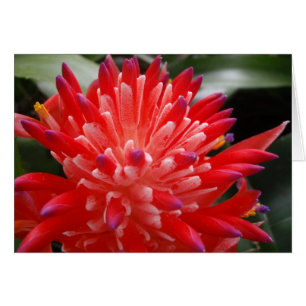 Carte de fleur de Bromeliad