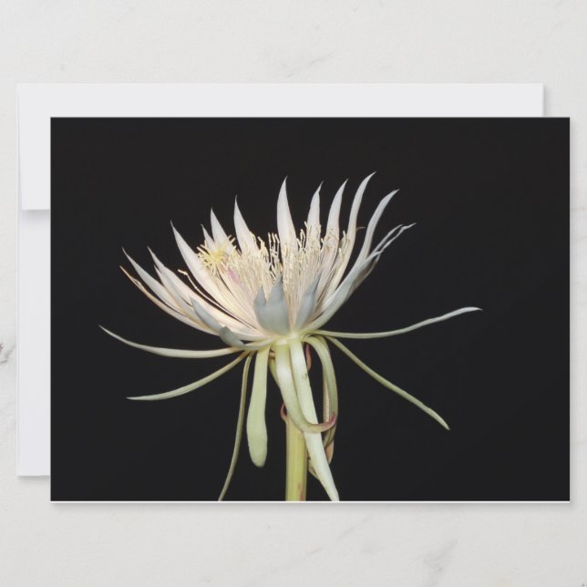 Carte de fleur de cactus en fleur de nuit (Devant)