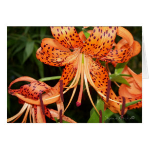 Carte de fleur de lis tigré orange