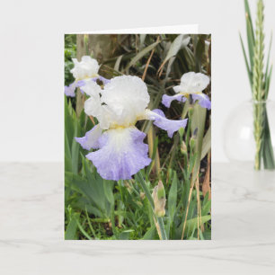 Carte de fleur d'Iris lilas clair vierge