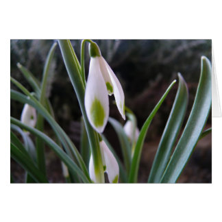 Carte de fleurs blanches, Dunedin