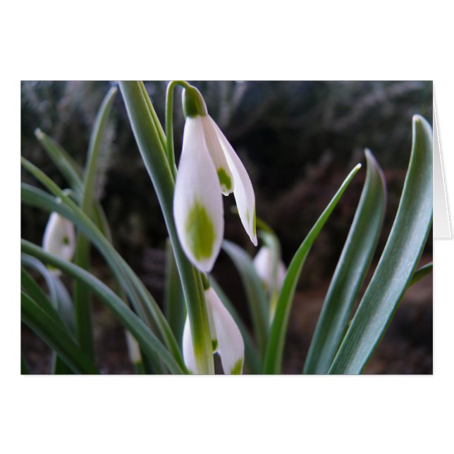 Carte de fleurs blanches, Dunedin (Devant horizontal)