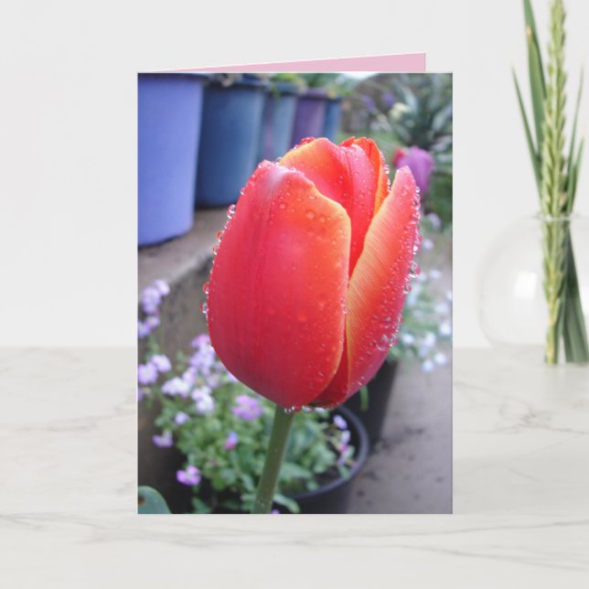 Carte de fleurs florales Tulipe rouge et gouttes d (Devant)