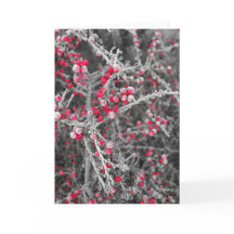 Carte de Frosted Berries