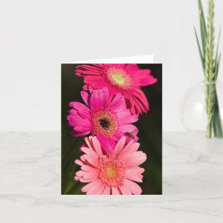 Carte de Gerberas