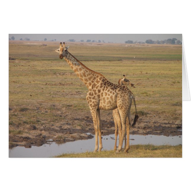 Carte de girafe (Devant horizontal)