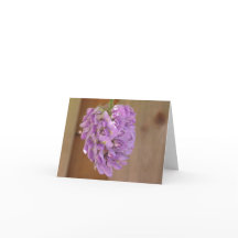 Carte de glycine américaine (Wisteria frutescens)