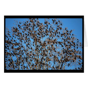 Carte de Grackles