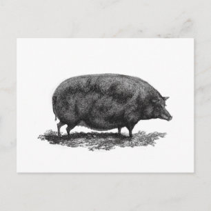 Carte de gravure de porc vintage