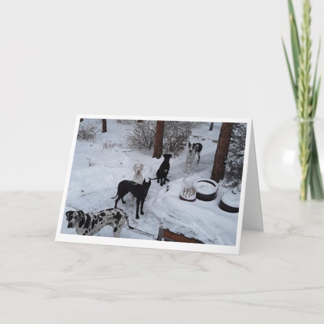 Carte de Great Dane (Devant)