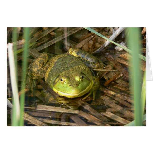 Carte de grenouille mugissante (Devant horizontal)