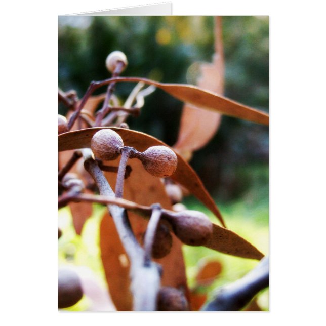 carte de gumnuts (Devant)