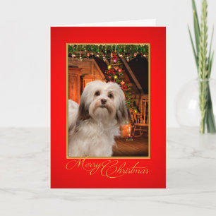 Carte de Havanese