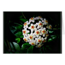 Carte de Hoya (waxplant)